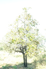 (c) Wallace Carneiro Almeida, some rights reserved (CC BY-SA) Annona crassiflora, photograph (c) Wallace Carneiro Almeida, some rights reserved (CC BY-SA)