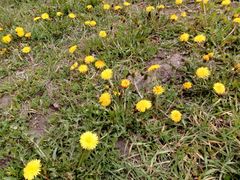Taraxacum officinale