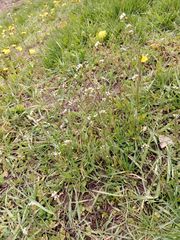 Capsella bursa-pastoris