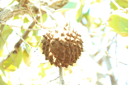 Annona crassiflora, photograph 6