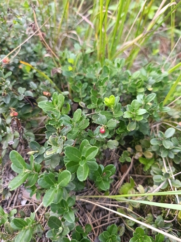 Lingonberry