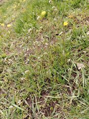 Capsella bursa-pastoris