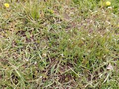 Capsella bursa-pastoris