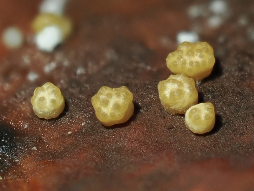 Trichoderma
