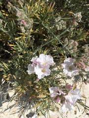 Convolvulus oleifolius