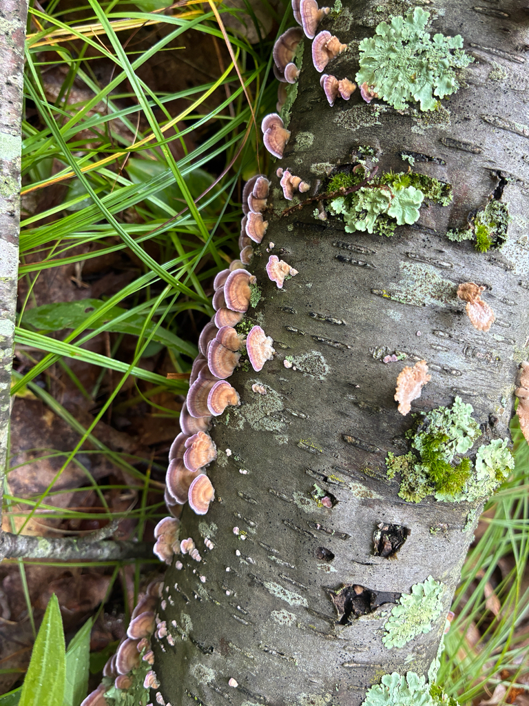 violet-toothed polypore · August 2026 · photo: Photo: (c) Daniel Levitis, some rights reserved (CC BY) · iNaturalist