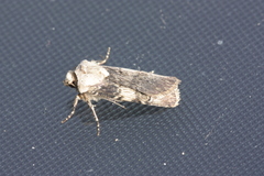 Agrotis puta