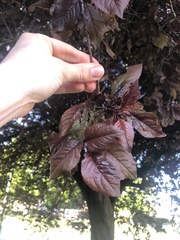 Prunus cerasifera pissardii