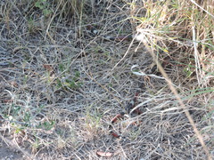 Micrurus pyrrhocryptus