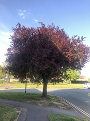 Prunus cerasifera pissardii