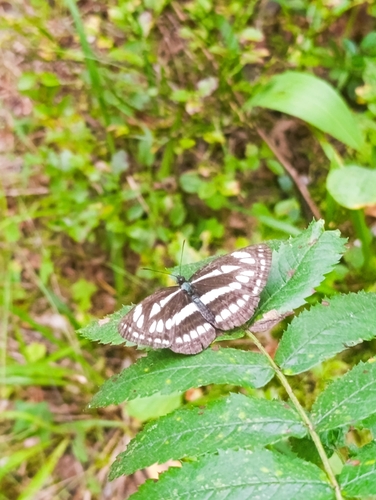 Pallas' Sailer