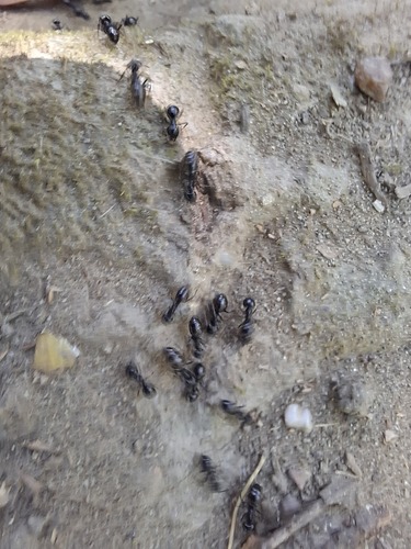 Jet Ant