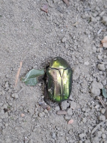 European Rose Chafer