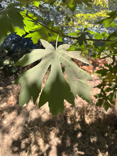 bigleaf maple