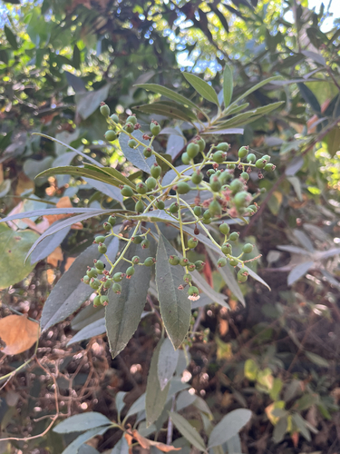 Toyon