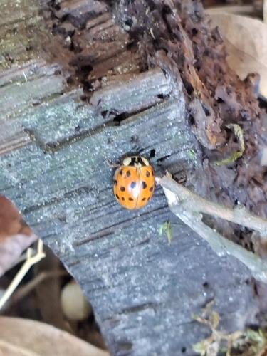Asian Lady Beetle