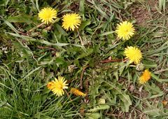 Taraxacum officinale