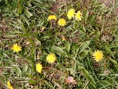 Taraxacum officinale