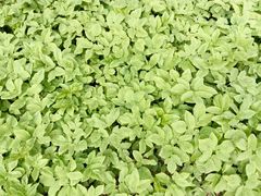 Aegopodium podagraria