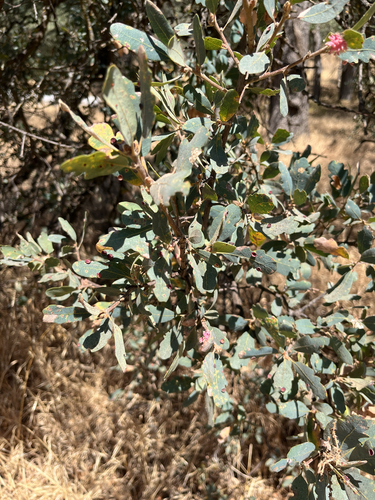 blue oak