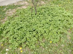 Aegopodium podagraria