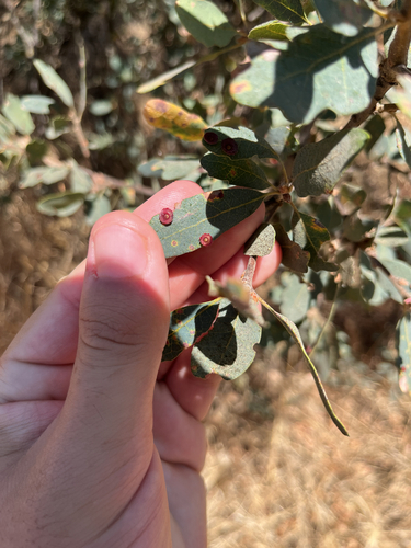 Saucer Gall Wasp