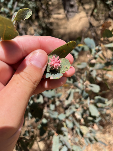 Urchin Gall Wasp