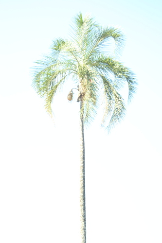 Syagrus oleracea, photograph 2