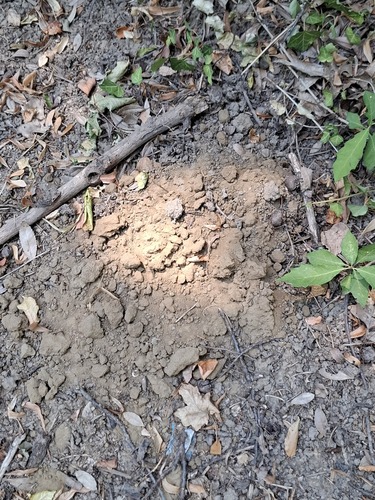 European Mole