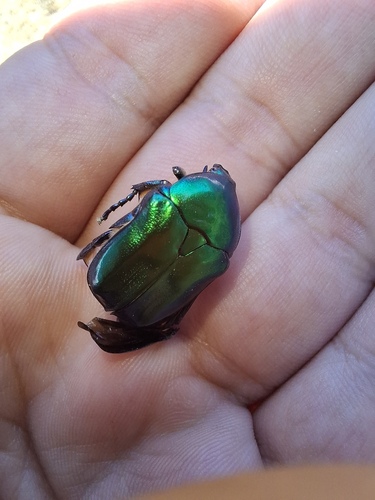 Protaetia affinis