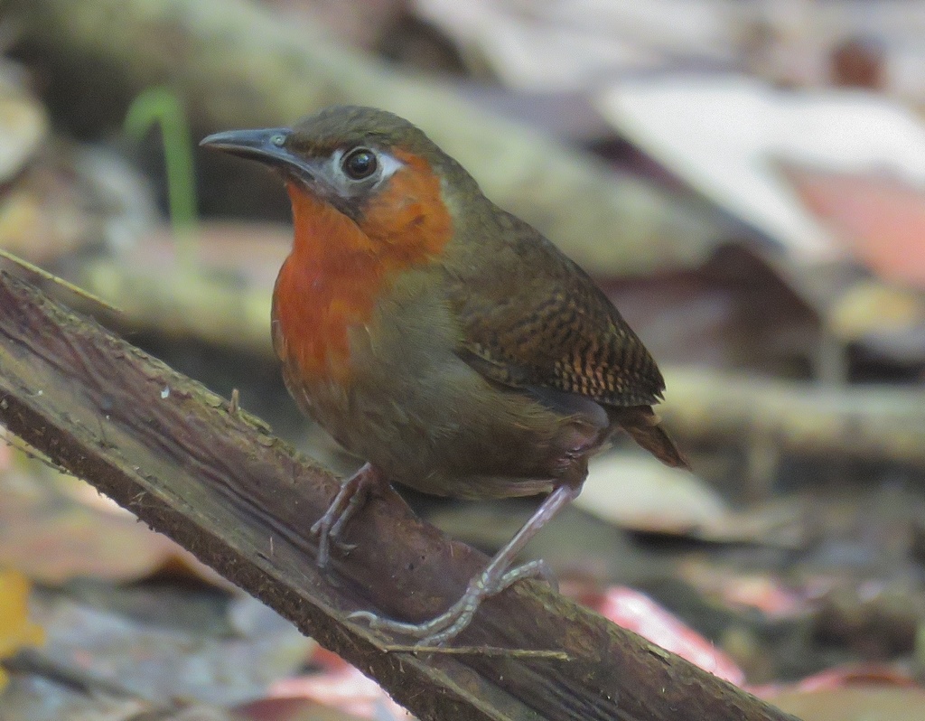 Song Wren