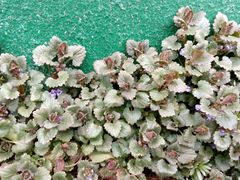 Glechoma hederacea