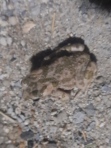 Balearic Green Toad