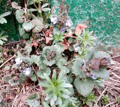Glechoma hederacea