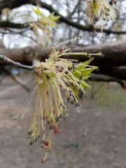 Acer negundo