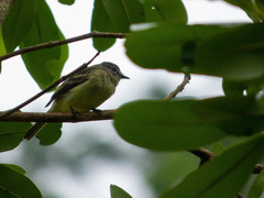 Myiopagis gaimardii