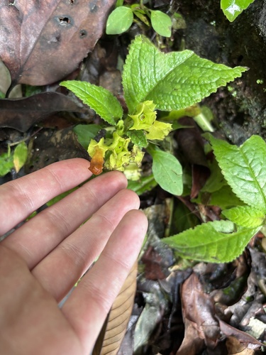 Chrysothemis friedrichsthaliana, photograph 3