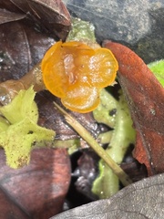 Chrysothemis friedrichsthaliana, photograph (c) reagan peschke, some rights reserved (CC BY)