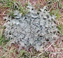 Cirsium vulgare