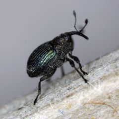 Ceutorhynchus erysimi