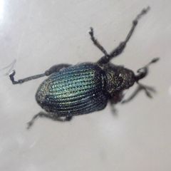 Ceutorhynchus erysimi