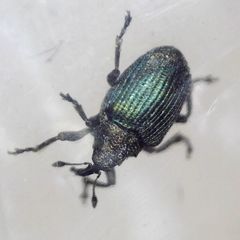 Ceutorhynchus erysimi