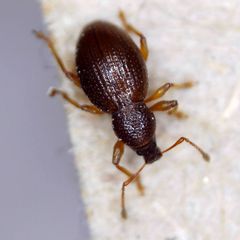 Barypeithes araneiformis