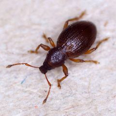 Barypeithes araneiformis