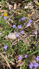 Glechoma hederacea