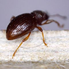 Barypeithes araneiformis