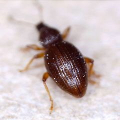 Barypeithes araneiformis