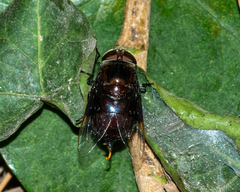 Copestylum mexicanum