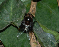 Copestylum mexicanum