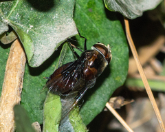 Copestylum mexicanum